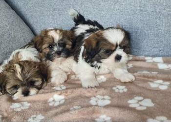 Śliczny Piesek Shih Tzu