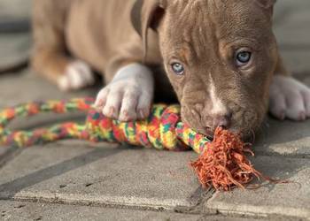 American bully xl szczeniak