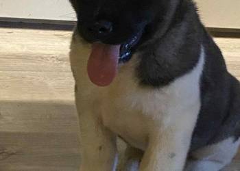 American Akita szceniak