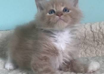 Maine Coon - piękne kocięta ! Linia Shaded !