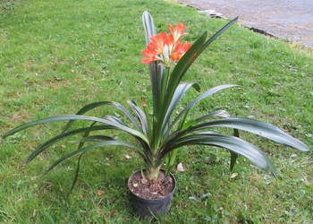Kliwia Clivia miniata sadzonka Kraków kwitnie 4.2025