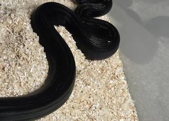 Boa cesarski img co motley het leopard