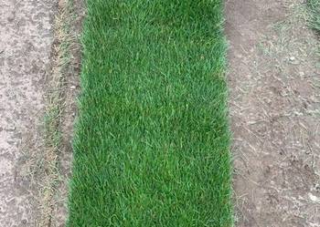40m² trawa w rolce - Plantacja