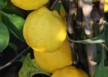 PIGWOWIEC JAPOŃSKI Chaenomeles japonica - NASIONA 2000 sztuk - 100g.