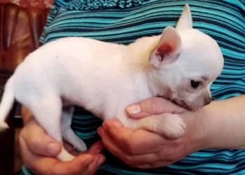 Chihuahua suczka biała i bezowa