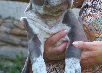 Amstaff Blue – samiec R2 | American Staffordshire Terrier