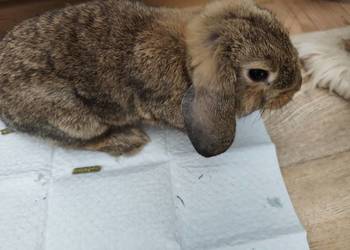 Królik miniaturka- mini lop