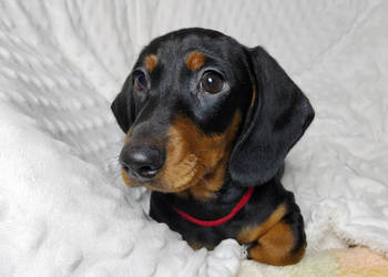 SAMIEC Jamnik krótkowłosy Czarny podpalany ARIES Kraków