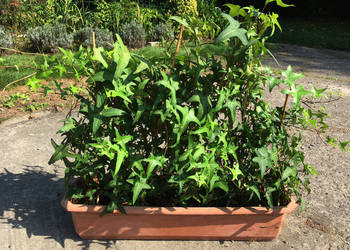 Bluszcz Sagittifolia 17 szt. na ściankę dom ogród zimujący duże sadzonki