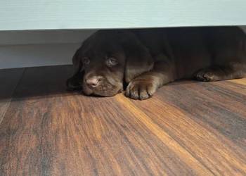 Labrador Retriever - ZKwP (FCI) - Szczenięta czekoladowe i czarne