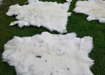 Skóra z Białego Renifera ALBINOSA UNIKAT Naturalne Skóry Biały Renifer