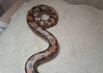 Strzelec piaskowy - Eryx colubrinus - boa piaskowy - samiec - wąż pustynny