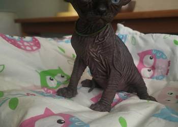 Kocięta Sfinks Kanadyjski rodowód FPL