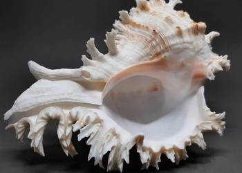 Muszla Rozkolec (nr 1 jasny) Duża