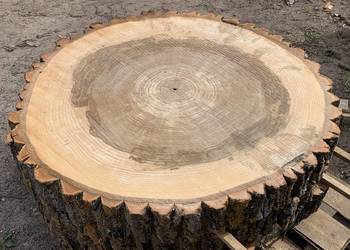 Plastry 80cm krążki z topola drewniane na stolik kawowy stół z drewna