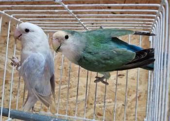 Parka Nierozłączki Czerwonoczelnej