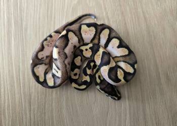 Pyton królewski Calico OD Pastel poss het Clown