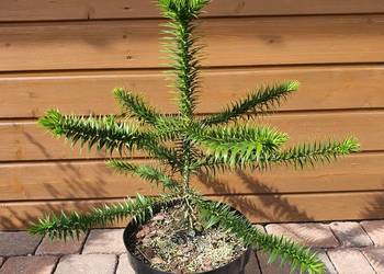 Araukaria chilijska Araucaria araucana krzewy ozdobne