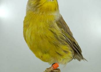 Kanarek kanarki glostery samce i samice