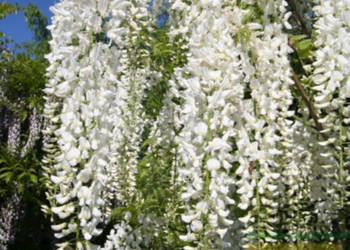 GLICYNIA BIAŁA - Wisteria sadzonki w doniczkach!
