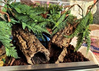 Terraria i akwaria z wyposażeniem i dekoracją lub bez, zapraszamy