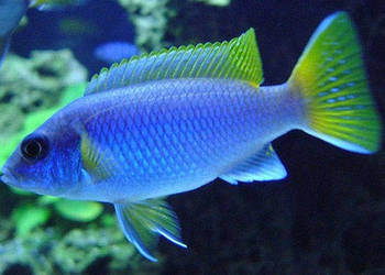 Rybki pyszczaki Pseudotropheus acei