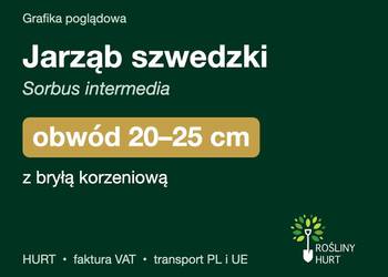 Jarząb szwedzki (Sorbus intermedia) obwód 20-25 cm, z bryłą – HURT