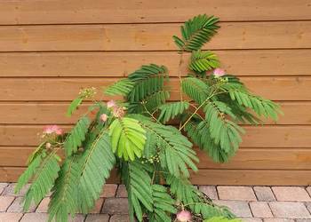 Albicja, Jedwabne drzewko, Albizia, Krzewy ozdobne