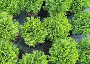 Tuja Danica Thuja occidentalis 'Danica'