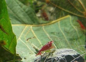 Neocaridina Red Sakura
