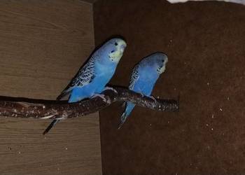 Papużki faliste standard 2025