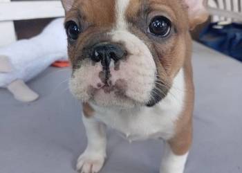 Buldog francuski szcenieta