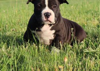 American Staffordsihre Terrier  szczeniak