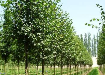LIPA  GREENSPIRE/BRABANT 10-12