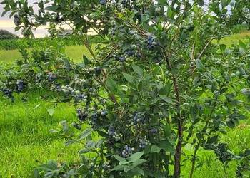 Borówka amerykańska krzewy