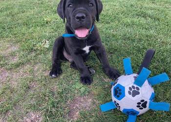 Szczeniak Cane Corso
