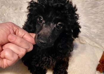 Pudel toy - piesek czarny