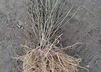 Morwa białą czarna wysylka