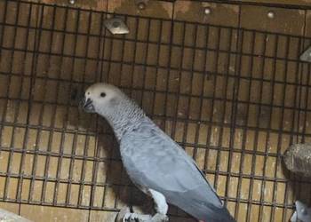 Żako kongijskie samiczka