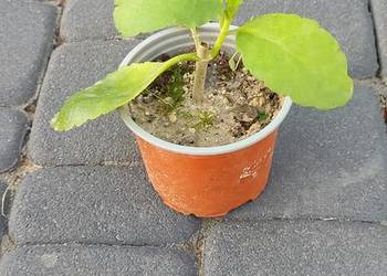 Żyworódka pierzasta lecznicza roślina kalanchoe pinnata