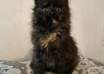 Kotka Maine Coon XXL