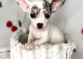 "BRUNO" piesek Chihuahua Blue-merle