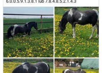 STANÓWKA Kuc  ogier 120 cm wzrostu posada licencje