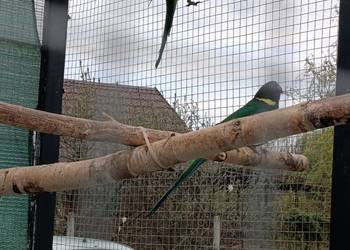 Para Barnardów Zółtobrzuchych Rozelli Czarnogłowych