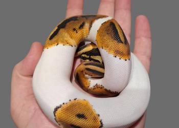 Pyton królewski Piebald