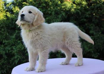 Golden Retriever szczeniaki