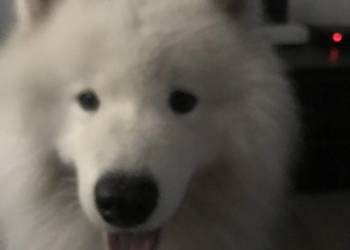 Piękny reproduktot samojed syberyjski