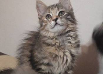 Maine Coon MCO