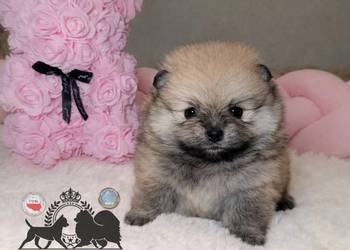 Sunia Szpic miniaturowy pomeranian Orange Sable badania DNA !