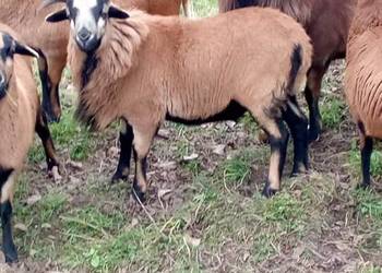 Sprzedam Tryka i króliki .